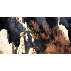 Le INCISIONI RUPESTRI della VALCAMONICA